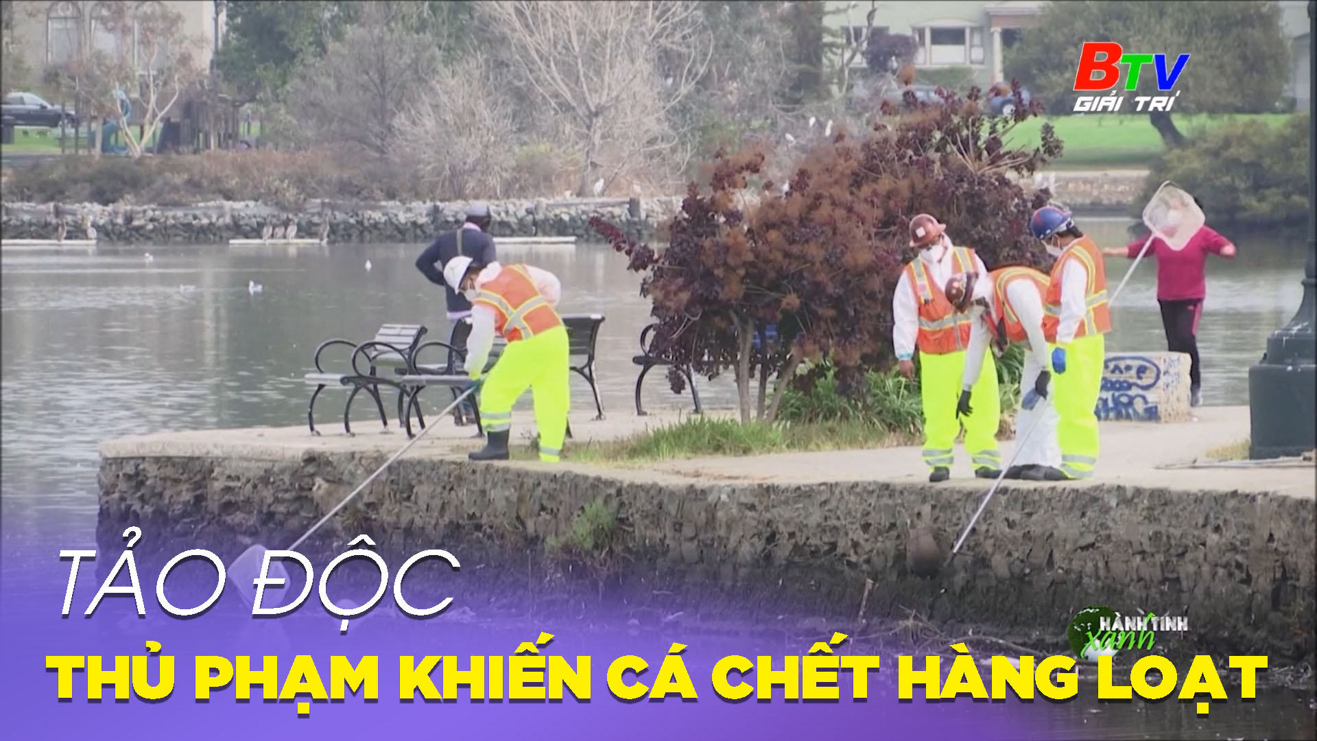 Tảo độc – Thủ phạm khiến cá chết hàng loạt ở nhiều con sông lớn